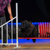 Faszination Hundesport Agility