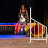 Faszination Hundesport Agility