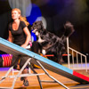 Faszination Hundesport Agility